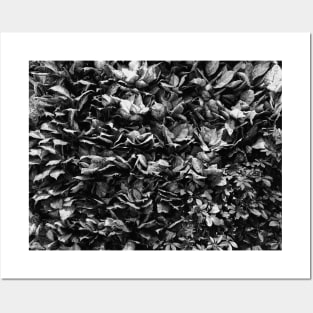 Black and White Flower, Photography Posters and Art